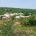 Troops Rescue Kidnap Victim, Recover 126 Livestock In Katsina