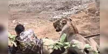 Cattle Herder Survives Lioness Attack by Staying Calm as Video Goes Viral 2 Cattle Herder Survives Lioness Attack by Staying Calm as Video Goes Viral