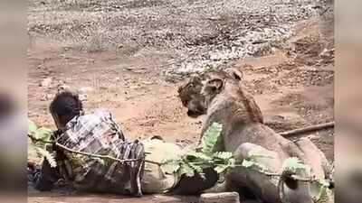 Cattle Herder Survives Lioness Attack by Staying Calm as Video Goes Viral 1 IMG 3389