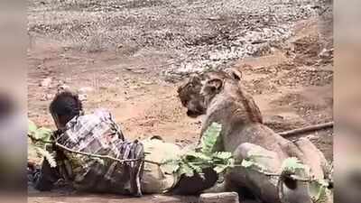 Cattle Herder Survives Lioness Attack by Staying Calm as Video Goes Viral