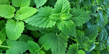 Homegrown Catnip Lotion Matches Deet in Repelling Mosquitoes, Uganda Trial Finds 2 Homegrown Catnip Lotion Matches Deet in Repelling Mosquitoes, Uganda Trial Finds