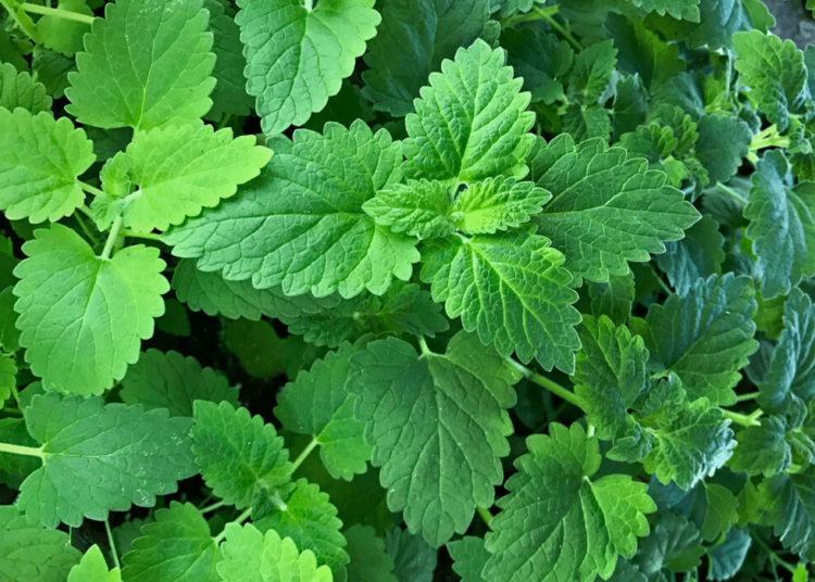 Homegrown Catnip Lotion Matches Deet in Repelling Mosquitoes, Uganda Trial Finds 1 IMG 3393