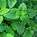Homegrown Catnip Lotion Matches Deet in Repelling Mosquitoes, Uganda Trial Finds 4 Homegrown Catnip Lotion Matches Deet in Repelling Mosquitoes, Uganda Trial Finds