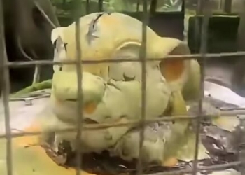 Visitor Left Stunned After Finding Lion Statue Instead Of Live Animal