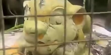 Visitor Left Stunned After Finding Lion Statue Instead Of Live Animal 2 Visitor Left Stunned After Finding Lion Statue Instead Of Live Animal