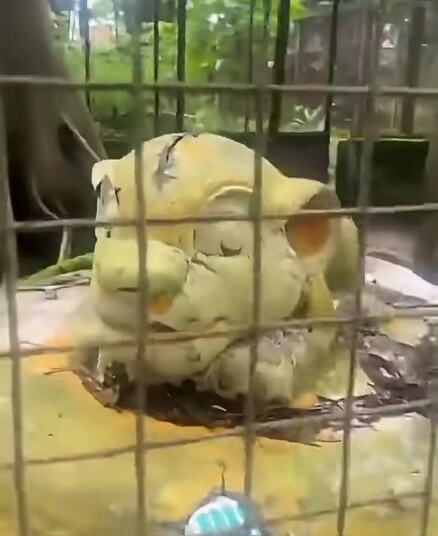 Visitor Left Stunned After Finding Lion Statue Instead Of Live Animal 1 Lion PH