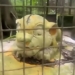 Visitor Left Stunned After Finding Lion Statue Instead Of Live Animal 6 Visitor Left Stunned After Finding Lion Statue Instead Of Live Animal