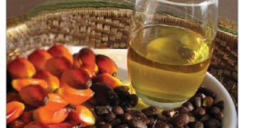 Small Capital, Big Returns: The Business Potential Of Palm Kernel Oil 4 Small Capital, Big Returns: The Business Potential Of Palm Kernel Oil