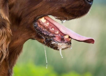 FCTA Issues Urgent Rabies Alert After Two Deaths In Abuja
