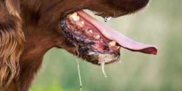 FCTA Issues Urgent Rabies Alert After Two Deaths In Abuja