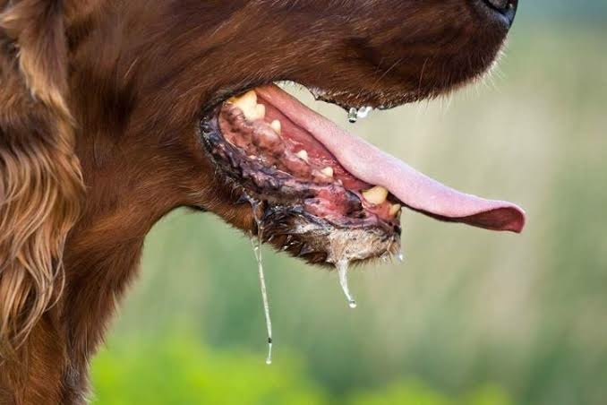 FCTA Issues Urgent Rabies Alert After Two Deaths In Abuja 1 Rabies