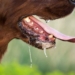 FCTA Issues Urgent Rabies Alert After Two Deaths In Abuja 5 FCTA Issues Urgent Rabies Alert After Two Deaths In Abuja