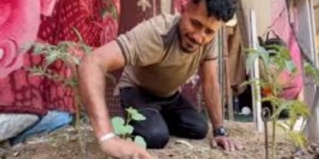 War-Ravaged Gaza Farmers Turn Tent-Side Soil Into Fields Of Survival
