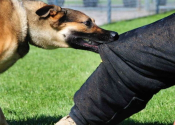 Rabies In Yobe: 5 People Undergo Treatment After Dog Attack