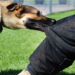 Rabies In Yobe: 5 People Undergo Treatment After Dog Attack 4 Rabies In Yobe: 5 People Undergo Treatment After Dog Attack