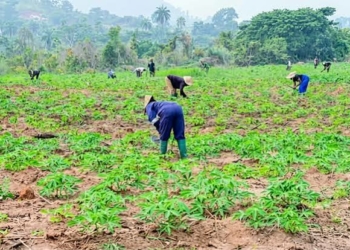 Nigeria Seeks Stronger Investment In Science For Africa’s Agrifood Systems