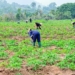 Nigeria Seeks Stronger Investment In Science For Africa’s Agrifood Systems 5 Nigeria Seeks Stronger Investment In Science For Africa’s Agrifood Systems