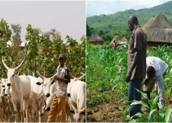 Peace Institute Moves Against Farmer-Herder Conflicts