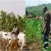 Peace Institute Moves Against Farmer-Herder Conflicts 5 Peace Institute Moves Against Farmer-Herder Conflicts