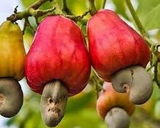 Association Eyes 1m Metric Tonnes Of Cashew Production, 50% Local Processing