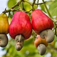 Association Eyes 1m Metric Tonnes Of Cashew Production, 50% Local Processing 1 images 2026 07 29T071039.343
