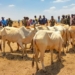 Cattle Rustling: Federal Govt Plans Digital Registration Of Livestock