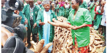 Kwara Polytechnic Harvests Cassava From Its Commercial Farm, Plants Cocoa, Oil Palm 2 Kwara Polytechnic Harvests Cassava From Its Commercial Farm, Plants Cocoa, Oil Palm