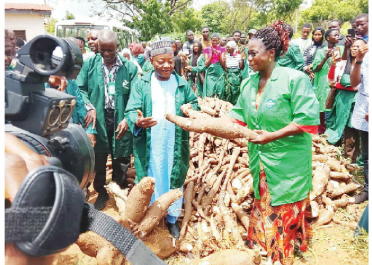 Kwara Polytechnic Harvests Cassava From Its Commercial Farm, Plants Cocoa, Oil Palm 1 kwara poly