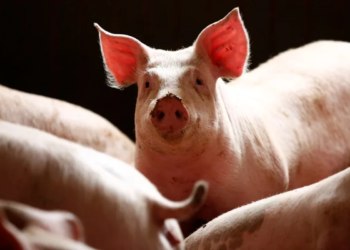 Scores Of Pigs Die, Many Farms Shut As Swine Fever Hits Plateau