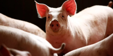 Scores Of Pigs Die, Many Farms Shut As Swine Fever Hits Plateau