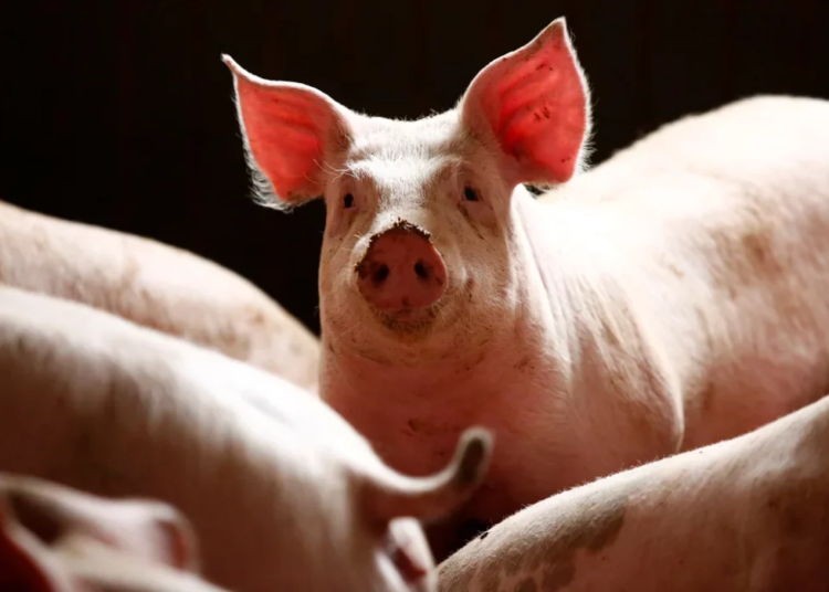 Scores Of Pigs Die, Many Farms Shut As Swine Fever Hits Plateau 1 pigs