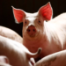 Scores Of Pigs Die, Many Farms Shut As Swine Fever Hits Plateau 4 Scores Of Pigs Die, Many Farms Shut As Swine Fever Hits Plateau