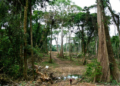 Experts Seek Reform Over Loss of 14,000 Hectares of Cross River Forest