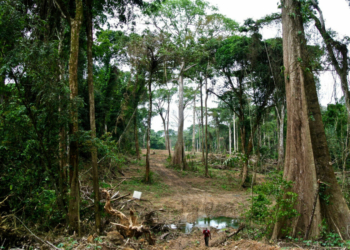 Experts Seek Reform Over Loss of 14,000 Hectares of Cross River Forest