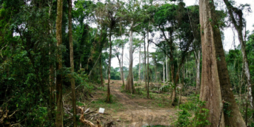 Experts Seek Reform Over Loss of 14,000 Hectares of Cross River Forest 2 Experts Seek Reform Over Loss of 14,000 Hectares of Cross River Forest