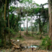 Experts Seek Reform Over Loss of 14,000 Hectares of Cross River Forest