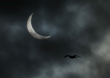 A seagull passes a partial solar eclipse above Greenland's capital Nuuk, on March 29, 2025. REUTERS/Leonhard Foeger