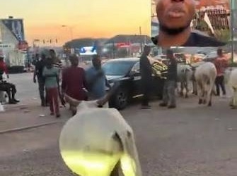 “This Is The Heart Of Abuja” — Man Laments As Cows Take Over City Streets