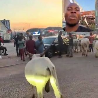 “This Is The Heart Of Abuja” — Man Laments As Cows Take Over City Streets