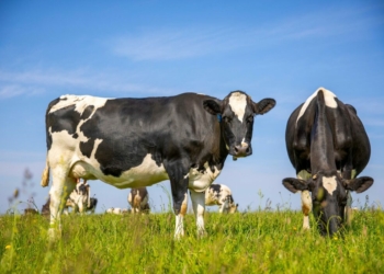 Nigeria’s Beef Demand To Hit 1.4m Tonnes As US Opens Meat Market