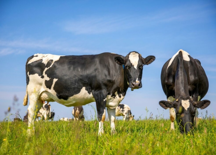 Dairy Cows Herd Field