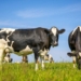 Nigeria’s Beef Demand To Hit 1.4m Tonnes As US Opens Meat Market