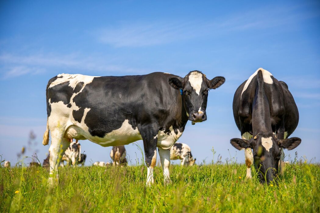 Nigeria's Beef Demand To Hit 1.4m Tonnes As US Opens Meat Market
