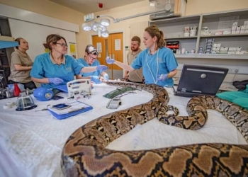 UK Zoo Cures Cancer-Stricken Python With Pioneering Treatment 