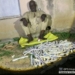 Troops Neutralise Terrorists, Arrest 57-Year-Old Arms Courier In Zamfara
