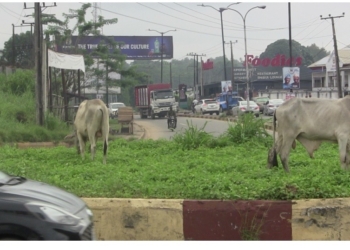 Oyo Impounds Cattle For Grazing On Public Road