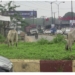 Oyo Impounds Cattle For Grazing On Public Road