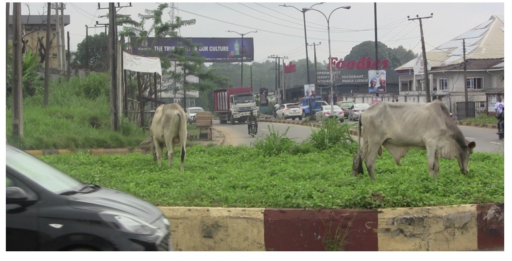 Oyo Impounds Cattle For Grazing On Public Road