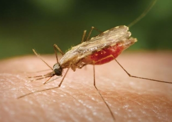 2 Workers Die After Contracting Malaria At Germany’s Frankfurt Airport