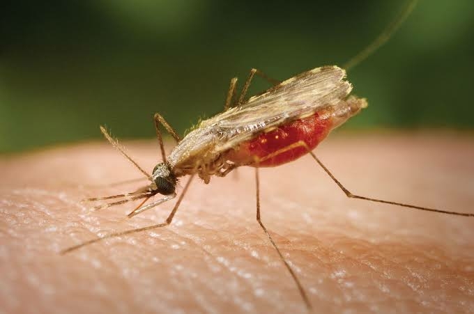 2 Workers Die After Contracting Malaria At Germany’s Frankfurt Airport 1 Malaria